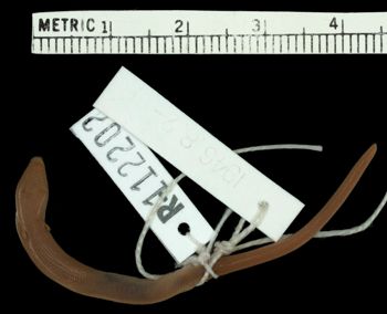 Media type: image;   Herpetology R-112202 Aspect: ventral
